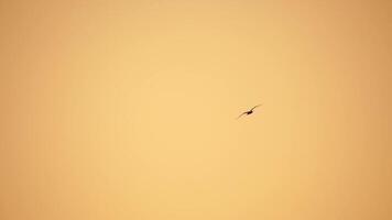 ein Herde von Möwen fliegen im warm Sonnenuntergang Himmel Über das Ozean. Silhouetten von Möwen fliegend im schleppend Bewegung mit das Meer im das Hintergrund beim Sonnenuntergang. Abend. niemand. Freiheit Konzept. video