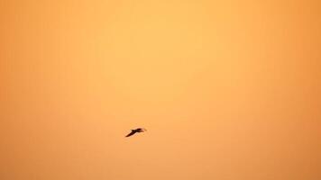 uma rebanho do gaivotas mosca dentro caloroso pôr do sol céu sobre a oceano. silhuetas do gaivotas vôo dentro lento movimento com a mar dentro a fundo às pôr do sol. tarde. ninguém. liberdade conceito. video