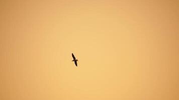 un rebaño de gaviotas mosca en calentar puesta de sol cielo terminado el océano. siluetas de gaviotas volador en lento movimiento con el mar en el antecedentes a puesta de sol. noche. nadie. libertad concepto. video