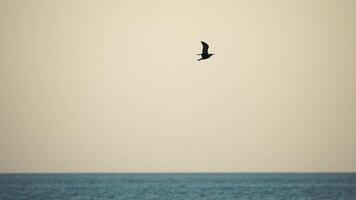 un rebaño de gaviotas mosca en calentar puesta de sol cielo terminado el océano. siluetas de gaviotas volador en lento movimiento con el mar en el antecedentes a puesta de sol. noche. nadie. libertad concepto. video