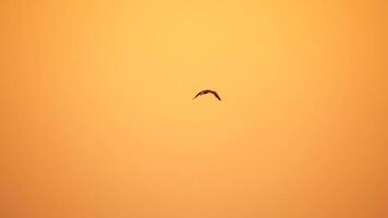 een kudde van meeuwen vlieg in warm zonsondergang lucht over- de oceaan. silhouetten van meeuwen vliegend in langzaam beweging met de zee in de achtergrond Bij zonsondergang. avond. niemand. vrijheid concept. video