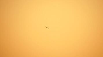 ein Herde von Möwen fliegen im warm Sonnenuntergang Himmel Über das Ozean. Silhouetten von Möwen fliegend im schleppend Bewegung mit das Meer im das Hintergrund beim Sonnenuntergang. Abend. niemand. Freiheit Konzept. video