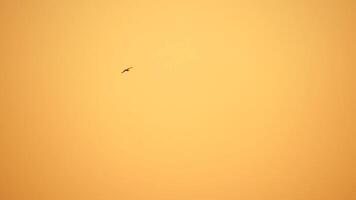 een kudde van meeuwen vlieg in warm zonsondergang lucht over- de oceaan. silhouetten van meeuwen vliegend in langzaam beweging met de zee in de achtergrond Bij zonsondergang. avond. niemand. vrijheid concept. video
