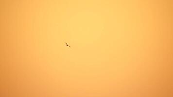 uma rebanho do gaivotas mosca dentro caloroso pôr do sol céu sobre a oceano. silhuetas do gaivotas vôo dentro lento movimento com a mar dentro a fundo às pôr do sol. tarde. ninguém. liberdade conceito. video