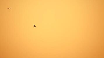 uma rebanho do gaivotas mosca dentro caloroso pôr do sol céu sobre a oceano. silhuetas do gaivotas vôo dentro lento movimento com a mar dentro a fundo às pôr do sol. tarde. ninguém. liberdade conceito. video