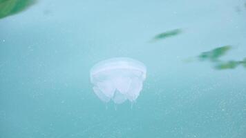 Sea water surface jellyfish. Camera flies over the calm azure sea with jellyfish in deep. Nobody. Holiday recreation concept. Abstract nautical summer ocean nature. Slow motion. Close up video