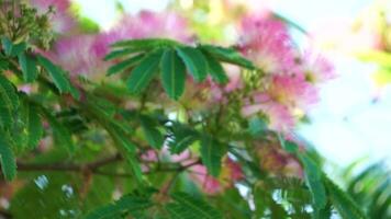 persa seda árbol albizia julibrissin flores parecido a estallidos de estrellas de rosado sedoso hilos. rosado siris, seda árbol acacia albizia julibrissin durante floración período. de cerca lento movimiento video