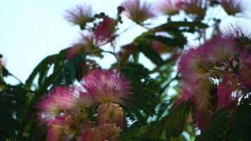 persisk silke träd albizia julibrissin blommor liknar stjärnskott av rosa silkig trådar. rosa siris, silke träd akacia albizia julibrissin under blommande period. närbild långsam rörelse video