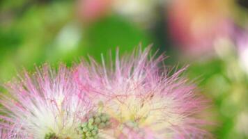 persisk silke träd albizia julibrissin blommor liknar stjärnskott av rosa silkig trådar. rosa siris, silke träd akacia albizia julibrissin under blommande period. närbild långsam rörelse video