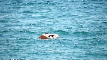 verano vacaciones mujer flotadores en un inflable rosquilla colchón, un agua juguete nadar anillo. positivo contento mujer relajante y disfrutando familia verano viaje Días festivos vacaciones en el mar. lento movimiento video