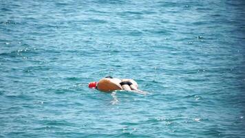 Summer Vacation man floats on an inflatable donut mattress, a water toy swim ring. Positive happy man relaxing and enjoying family summer travel holidays vacation on the sea. Slow motion video