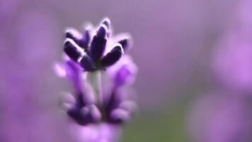 blomning lavendel- i en fält på solnedgång. provence, Frankrike. stänga upp. selektiv fokus. långsam rörelse. lavendel- blomma vår bakgrund med skön lila färger och bokeh lampor. video