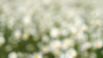 Abstract defocused Chamomile. White daisy flowers in a field of green grass sway in the wind at sunset. Chamomile flowers field with green grass. Close up slow motion. Nature, flowers, spring, biology video