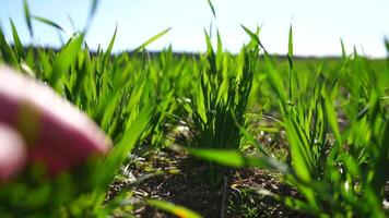 Grün Gras schließen hoch. Grün Weizen Feld mit jung Stiele schwankend im das Wind. Ruhe natürlich abstrakt Hintergrund. Konzept von Landwirtschaft und Essen Produktion. schleppend Bewegung. video