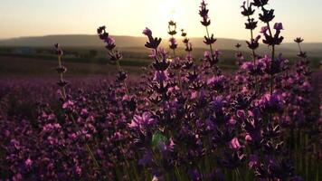 blomning lavendel- pollinerad förbi bi i en fält på solnedgång. provence, Frankrike. stänga upp. selektiv fokus. långsam rörelse. lavendel- blomma vår bakgrund med skön lila färger och bokeh lampor. video