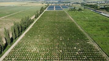 aérien moderne jardin. aérien Haut vue de un Pomme verger planté en utilisant moderne jardinage techniques. Lignes de jeune, bien soigné des arbres, géométrie de moderne fermes et biologique agriculture les pratiques. video