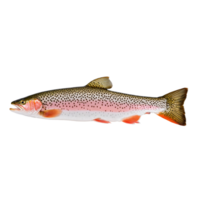 AI Generated Trout Whole pink fleshed trout, close-up sea food, isolated on transparent background png