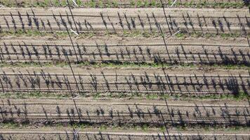 Aerial Modern Garden. aerial top view of an apple orchard planted using modern gardening techniques. Rows of young, well-groomed trees, geometry of modern farms and organic farming practices. video