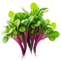 AI Generated close-up image of microgreens isolated, with a creative focus on the tiny, delicate leaves png