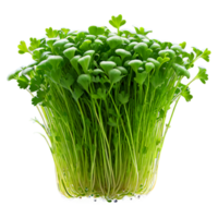 ai gegenereerd detailopname beeld van microgreens geïsoleerd, met een creatief focus Aan de klein, delicaat bladeren png