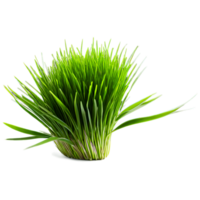 ai generado de cerca imagen de microgreens aislado, con un creativo atención en el diminuto, delicado hojas png