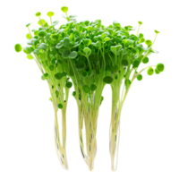 ai gegenereerd detailopname beeld van microgreens geïsoleerd, met een creatief focus Aan de klein, delicaat bladeren png