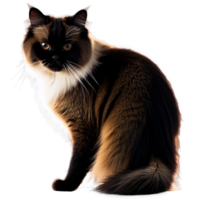 AI Generated Silhouette of Himalayan Cat isolated on transparent background png