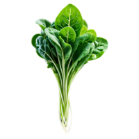 ai gerado fechar-se imagem do microgreens isolado, com uma criativo foco em a pequeno, delicado folhas png