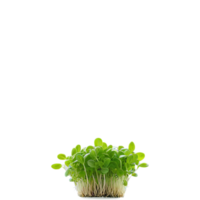 AI Generated Basil Microgreens A vibrant array of basil microgreens, their delicate leaves and slender stems captured png