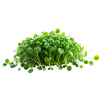 ai gegenereerd detailopname beeld van microgreens geïsoleerd, met een creatief focus Aan de klein, delicaat bladeren png