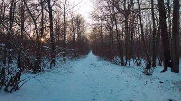 Walking through a footpath in a snowy forest in the late afternoon in winter video