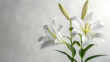 AI generated Elegant White Lilies, Gray Backdrop, Space for Text photo