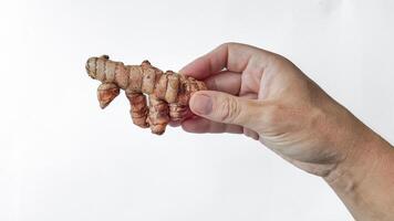 Hand Holding Fresh Ginger Root, Health Nutrition Concept photo