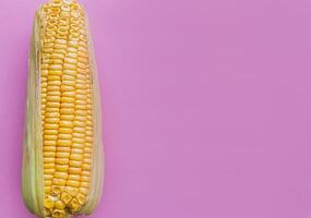 Fresh Corn Ear on Vibrant Pink Background photo