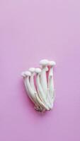 Fresh White Enoki Mushrooms on Pink Backdrop photo