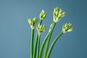 AI generated A detailed close up of wild leek plant with identifiable features, isolated on a gradient background photo