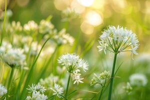 AI generated Detailed view of wild leek flowers during blooming cycle in a meadow, background with empty space for text photo