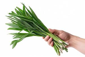 AI generated Hand holding a bundle of identified wild leeks, isolated on a white background photo