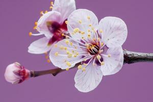 AI generated Close up detail of a single plum blossom, isolated on a gradient background photo