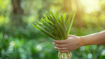 AI generated A hand holding a bunch of freshly harvested wild leeks, isolated on a gradient background in a forest setting photo