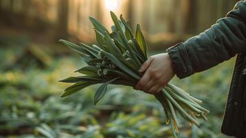 AI generated A hand holding a bunch of freshly harvested wild leeks, isolated on a gradient background in a forest setting photo