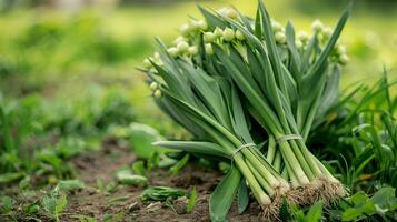 AI generated A bunch of wild leeks identified and foraged, spread out on a natural green field, background with empty space for text photo