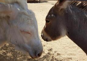 photo of two little donkeys in love