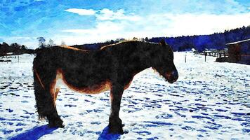 A young horse rests in the corral on a sunny day photo