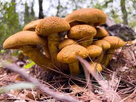 Cluster of golden honey mushrooms grows among dry pine needles in the forest photo