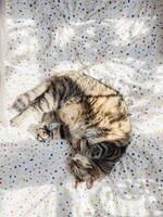 Striped cat curled up on a colorful blanket photo