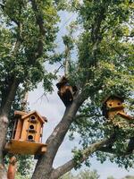 Beautiful wooden birdhouses on tree branches photo