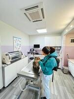 Budva, Montenegro - 25 december 2022. Young woman petting tabby cat on examination table in veterinary clinic photo