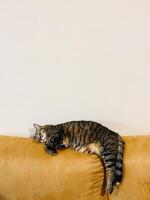 atigrado gato duerme en el espalda de un amarillo sofá en el habitación foto