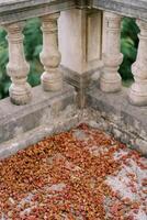 Corner of the terrace with a stone balustrade is strewn with dried flower buds photo